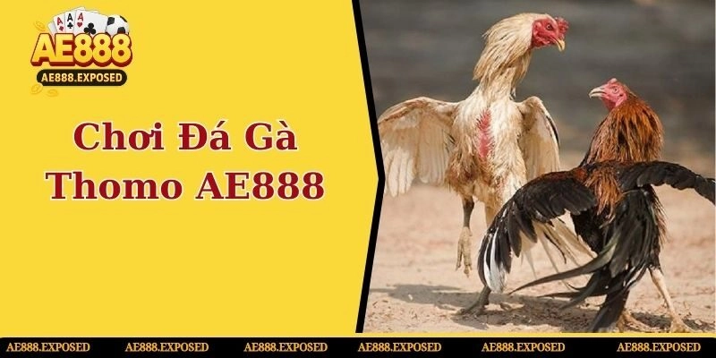 Chơi đá gà thomo