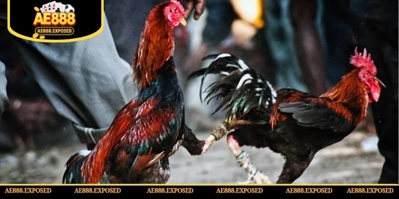 Bạn có thể chơi đá gà Thomo cựa dao siêu hot tại AE888