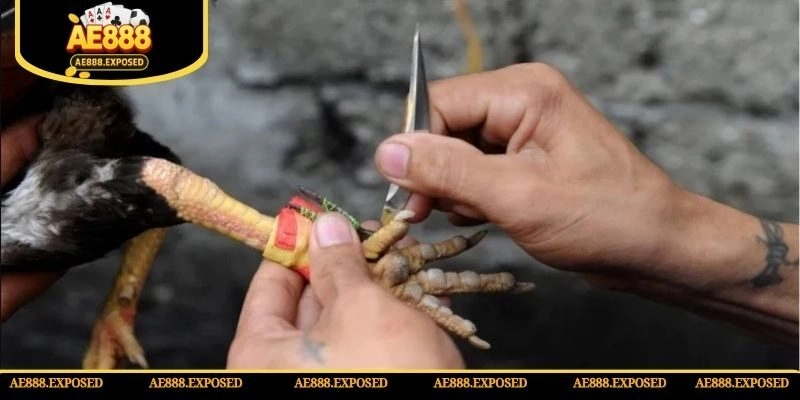 Tham gia chọi gà cựa dao trải nghiệm những trận đấu kịch tính nhất