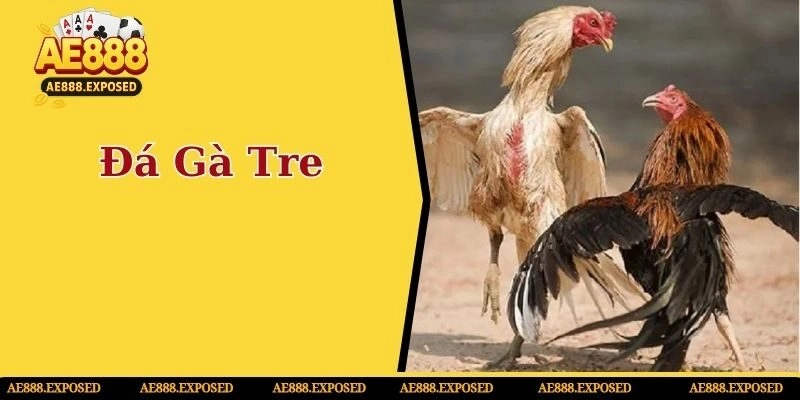 đá gà tre