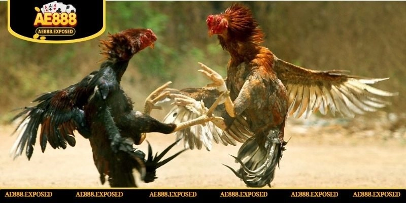 Thông tin về luật chọi gà tre trực tuyến cực hot