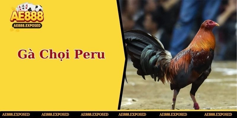 Gà chọi peru