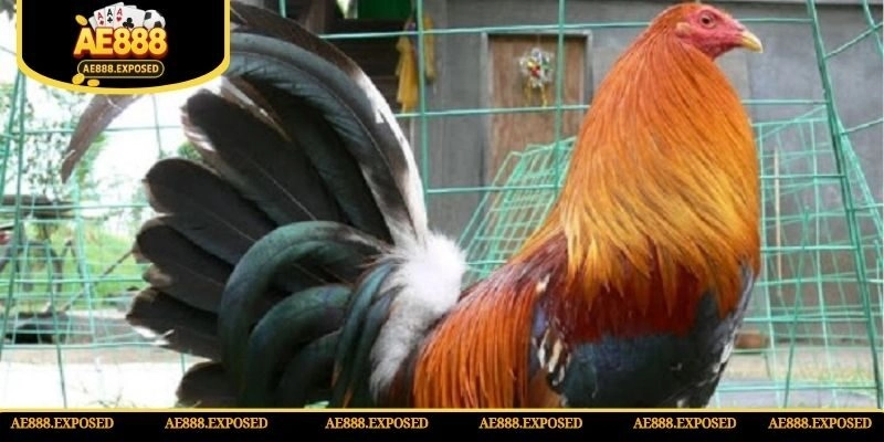 Các đặc điểm gà chọi peru dễ dàng nhận biết