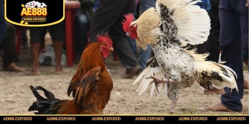 Thông tin về luật đá gà chi tiết từ A đến Z cho người mới